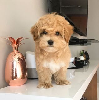 I want a small Maltipoo dog :3