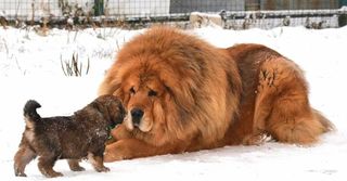 Tibetan Mastiff