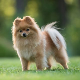 my favorite dog!