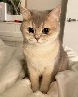kitten