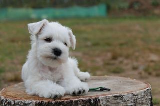 White miniature schnauzer female puppy