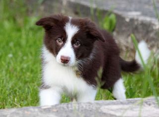 Dream Dog - Border Collie