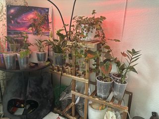Новое растение