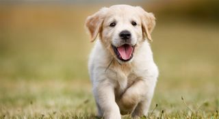 SweetAnn wish list item 1 thumbnail