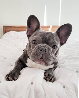 French Bulldog
