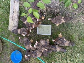 Geomembrane 15000 tokens