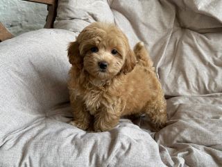 Little dog :3