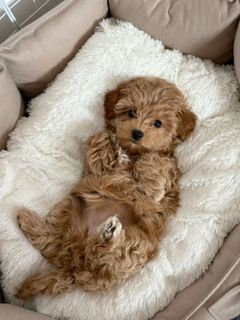 Dog?