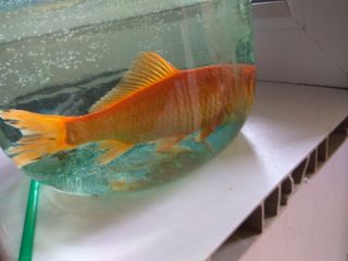 Bris4 wish list item 1 thumbnail