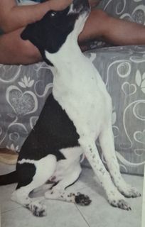 Cucciolo