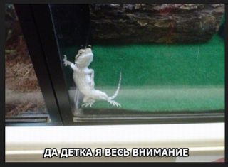 Large audience of girls