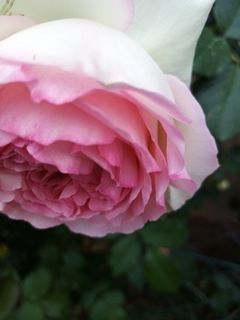 sexmilf49 wish list item 1 thumbnail