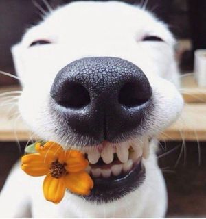 Happy Pets