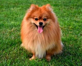 I dream of a Pomeranian)