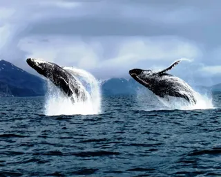 whales