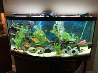 Aquarium Setup