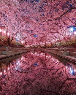 Cherry blossom