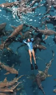 Swimming with sharks