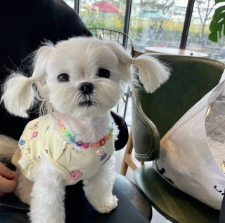 Maltese dog