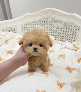 New friend of the Maltipoo breed