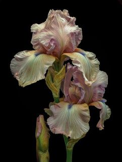 For flowers