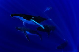 Seeing Whales ?