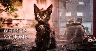 Create an animal shelter