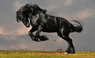 Un caballito
