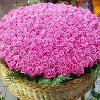 Bouquet of 1001 pink or white roses