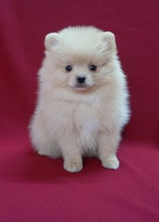 A white dog. Her name is Mittens. I'm waiting for her))