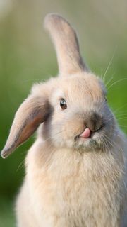Cute rabbit