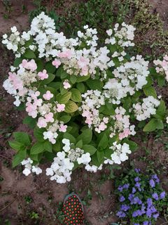 Buying an apartment in the city