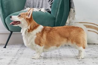I dream of a corgi