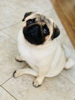 Pug
