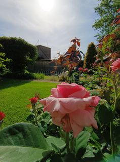 A rose