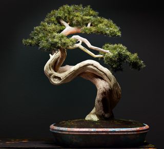Flower - Bonsai
