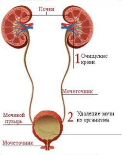 To grow and transplant of kidneys and urinary bladder.
