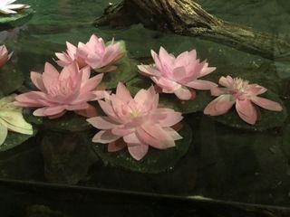 I love to look good and flowers