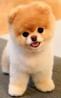 I really want a small dog