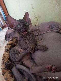 Хотим купить котенка