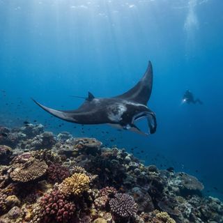Diving in the ocean