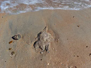 Sea