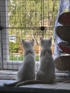 New window
