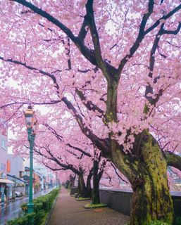 I want to go on a trip to Japan