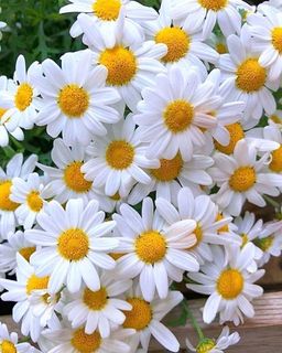 Bouquet of flowers