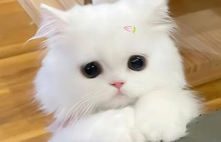 For the cat