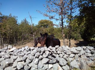 Gricko5Calex wish list item 1 thumbnail