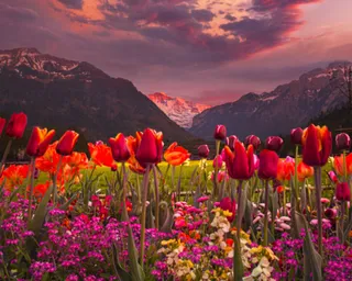 Sea of flowers.