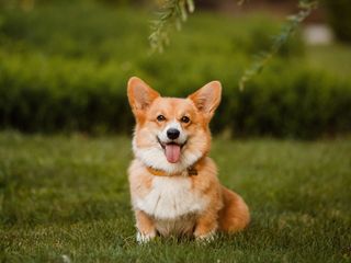 Corgi