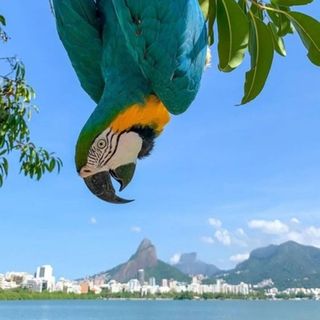 Travel to Brasil